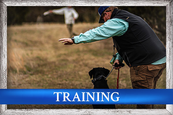 Training Training At Core Sound Retrievers